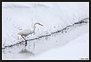 Grote Zilverreiger, Great Egret, Ardea alba Location: Wierden, the Netherlands grote zilverreiger MG 7799 kopie